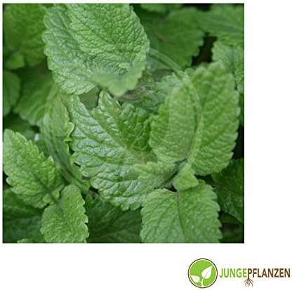 Herb Seeds - Melissa / Melissa officinalis - different varieties(Melissa - Lemon Balm)
