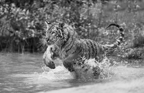 Bilderdepot24 Vlies Fototapete „Tiger im Sprung – schwarz weiss“ 155×100 cm – direkt vom Hersteller, inklusive Kleister - 2