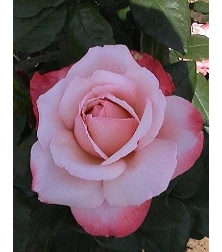 Edelrose Johann Wolfgang Von Goethe - Violettpurpur & Stark Duftend