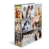motiventa Lieferumfang: 1 HERMA Animals Hunde A4 Motivordner (Länge/Breite/Höhe: 28,5 x 7 x 31,5 cm)