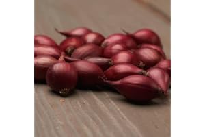 DUTCH BULBS EXCLUSIVE PLANTS FROM HOLLAND Oignons de plantation d'hiver Red Baron (500 g), oignon de légume doux et épicé, plantation de haute qualité des Pays-Bas (pas de graines), taille des oignons 14-21 mm
