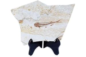 SHOOTINGTOY Fish Fossil Real proviene dalla Cina del Liaoning occidentale 150 milioni di anni fa