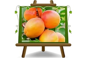 EURO PLANTS VIVAI Abricotier San Castrese Hauteur maximale 180 cm. Age 4 Ans pot 24/26 cm.