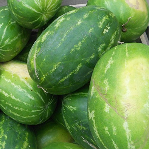 Rießen Wassermelone 15 Korn (Rar) >>>Fruchtgewicht von 12 bis 16 kg<<<