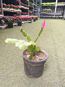 CAPPL Christmas Cactus Plant | Zygo Cactus Without Flower with Plastic Pot and Fertilzer