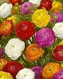 20 Bulbi Di Ranuncolo Rosa - Fiori Rari E Resistenti Per Giardino E Balcone | Piante Perenni Primaverili - Foto 8
