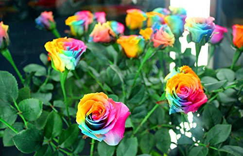 50 Samen seltene Regenbogen-Rose Samen, für Ihre Geliebte Regenbogen-Rosen-Blumensamen - 4