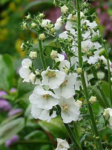 Verbascum Flush of White, wildlife plant