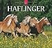Haflinger 2013 - Original Stürtz-Kalender by