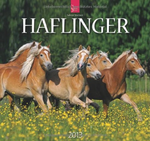 Haflinger 2013 - Original Stürtz-Kalender