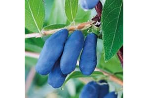 Baie du Kamtchatka Leningradzkij Velikan 1L - Plante de Jardin, Arbres fruitiers - la Décoration Parfaite pour Votre Propriété - Pour les Débutants et les Jardiniers Professionnels