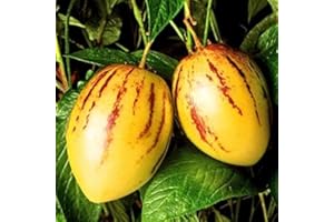 PAGANO DOMENICO E FIGLI SEMENTI DAL 1954 PEPINO NR.5 SEMI