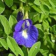 Gardenhunt Shankupushpi (Blue Single Petal) Aparajitha/Sangu Poo/Clitoria Ternatae/Butterfly Pea Flower Seeds (Pack Of 20 Seeds) - Gardenhunt