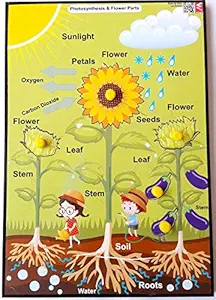 Wissen Wooden Photosynthesis Learning Educational Knob Puzzle