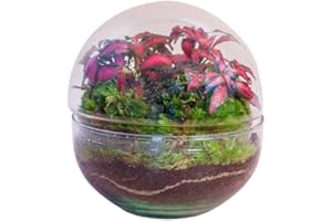 KOKEDAMAS LUCCIANA Terrario Plantas Cristal - Micro Cúpula con Fittonia | Jardin Eterno en Cristal o Ecosistema Cerrado | Ideal para Decoración Hogar | Terrarios Autónomos | Pequeño, 12 cm x 12 cm