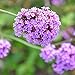 Produktbild SSXY 100 Stücke Verbena Samen, mehrjährige Samen Garten Blume Blumen Pflanze Blumensamen Blütenblatt Pflanzen Hausgarten Hof Dekor