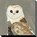 Produktbild 1art1 95198 Eulen - Barn Owl, Julia Burns Poster Leinwandbild Auf Keilrahmen 40 x 40 cm