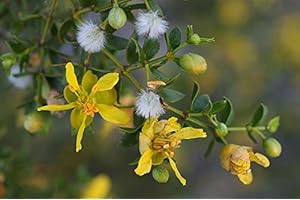 SVI 50 Samen von Bio Creosote, Kreosotbusch, Gobernadora, Greasewood, Bonsai