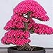 Produktbild AGROBITS 20pcs Kirschblüten-Bonsai-Baum-See, der japanischen Sakura Fowe New Gi-Geschenk