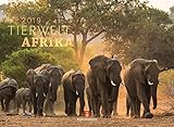 Tierwelt Afrika 2019, Wandkalender im Querformat (45x33 cm) - Tierkalender mit Monatskalendarium by 