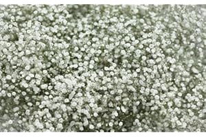 SOUTH EASTERN HORTICULTURAL Pack X6 Gypsophila Paniculata Snowflake (Bristol Fairy) Perennial Plug Plants