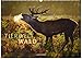 Tierwelt Wald 2019, Wandkalender im Querformat (45x33 cm) - Tierkalender mit heimischen Wildtieren mit Monatskalendarium by