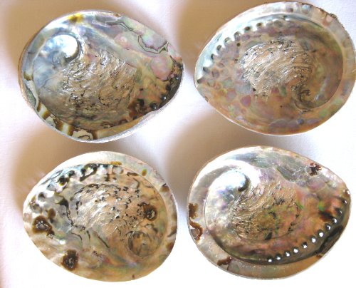 Abalone Haliotis midea natur ca. 8-10cm Meeresohr oder auch Seeohr - 3