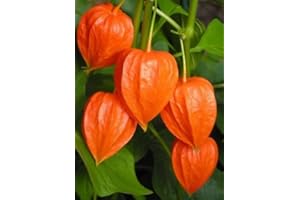 Lanterne chinoise (Physalis) alkekengi 50 graines exotiques Showy