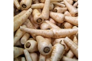 ROOT SOURCE Parsnip Plug Plants - Grow Your Own from Our Premium Quality Plants (6)