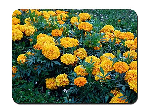 Preisvergleich Produktbild BGLKCS Marigold - Flower- #31079 Mauspads Customized Rectangle Non-Slip Rubber Mousepad Gaming Mauspads 8.6x7.1 Inches