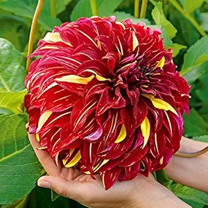 FERNSFLY Flower Bulbs IMP. Dahlia | Dhalia | Dahalia Perennial Flower Bulbs Excellent Quality Attractive Aromatic Flower Home Outdoor Gardening Flowering Bulbs (Pack Of 1 The Bohemian Spartacus)