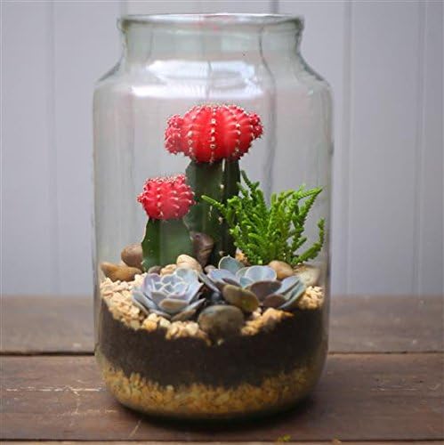 Terrarium - Margaret Emms Fresh Flowers Delivered