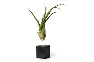 PLANDAIRE Tillandsia Caput Medusae IR Plante sans Terre Vivante - Tillandsias Plantes Vraies - Plantes Interieur Naturelle Tillandsia Vraie Plante Plantes Aériennes (Soutien Inclus)(Noir)