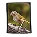 Produktbild Portemonnaie Geldbörse Brieftasche // F00032100 Olive Sperling Vogel // Small Size Wallet