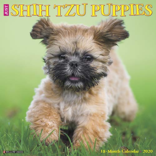 Télécharger Just Shih Tzu Puppies 2020 Calendar Francais PDF