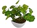 Thefancymart Artificial Leaves plant (size 10 inchs/ 25 cms) with Boat shape Pot Code- 1145 RS.375.00