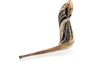 Holy Voice Kosher Ram Shofar Horn from Israel 14"-16" Traditional Half Polished, Holy Land Ancient Jewish Musical Instrument, Smooth Mouthpiece for Easy Blowing, Clear Sound Shofar