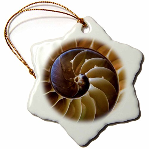3dRoseUSA, Georgia, Abstract of a Nautilus Shell Snowflake Ornament, Multi-Colour, 3-Inch