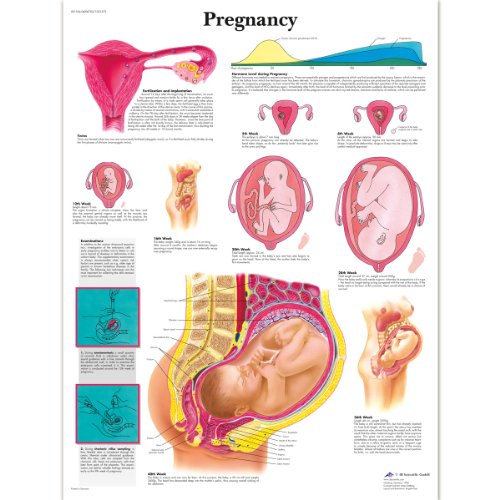 3B Scientific Human Anatomy - Pregnancy Chart, Laminated Version