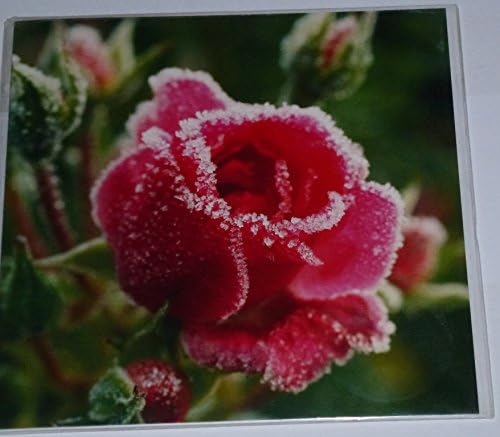 Greetings Card - Frosted Rose