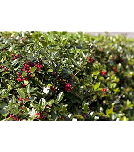 Ilex Aquifolium ‚Alaska‘ Stechpalme – Winterhart, Immergrün, Perfekt Als Hecke & Sichtschutz