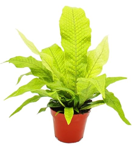 Tarantel-Farn, Vogelspinnen-Farn,Spinnenfarn, Humata tyermannii, Davallia,  12cm Topf : Amazon.de: Garten