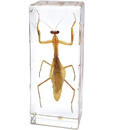 Esemplare Di Seppia In Resina Acrilica - Blocco Trasparente Per Collezionisti, Studio O Fermacarte - Foto 12