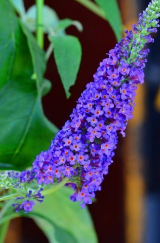 Schmetterlingsstrauch Buddleja Empire Blue 40 - 60 cm im 3 Liter Pflanzcontaier