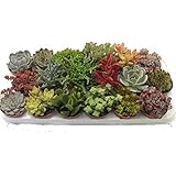 Sukkulenten, Mischung, je im 9cm Topf, Starter Set (12 Pflanzen im Set)