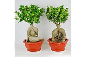 exotique bonsaï Banyan Tree Graines de bureau Ficus ginseng de graines, vivaces Ficus Microcarpa le taux de 95% en herbe 10 pcs
