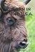Produktbild BORN IN THE U.S.A.: Animal, Bison, Born in the U.S.A., Natura, USA animals
