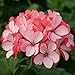 Produktbild Bluelover 10Pcs Seltene Geranium Seeds Appleblossom Rosebud Pelargonium Mehrjährige Blumensamen