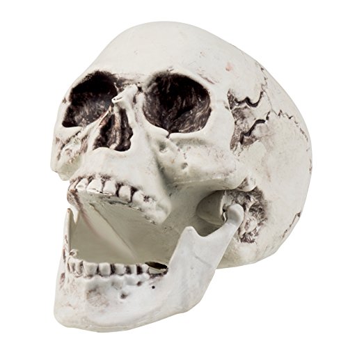 Boland 74362 – Totenkopf Maxilla mit beweglichen Backen, ca. 17 x 15 cm - 2