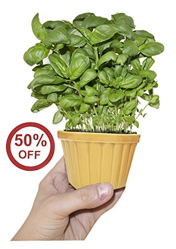 Preisvergleich Produktbild SouvNear Keramik Blumenkübel Pflanzkübel Blumentopf Pflanzkübel Pflanzgefäße Übertöpfe Topf für Innen und Außen, Gartenarbeit Zubehör, 9.1 cm